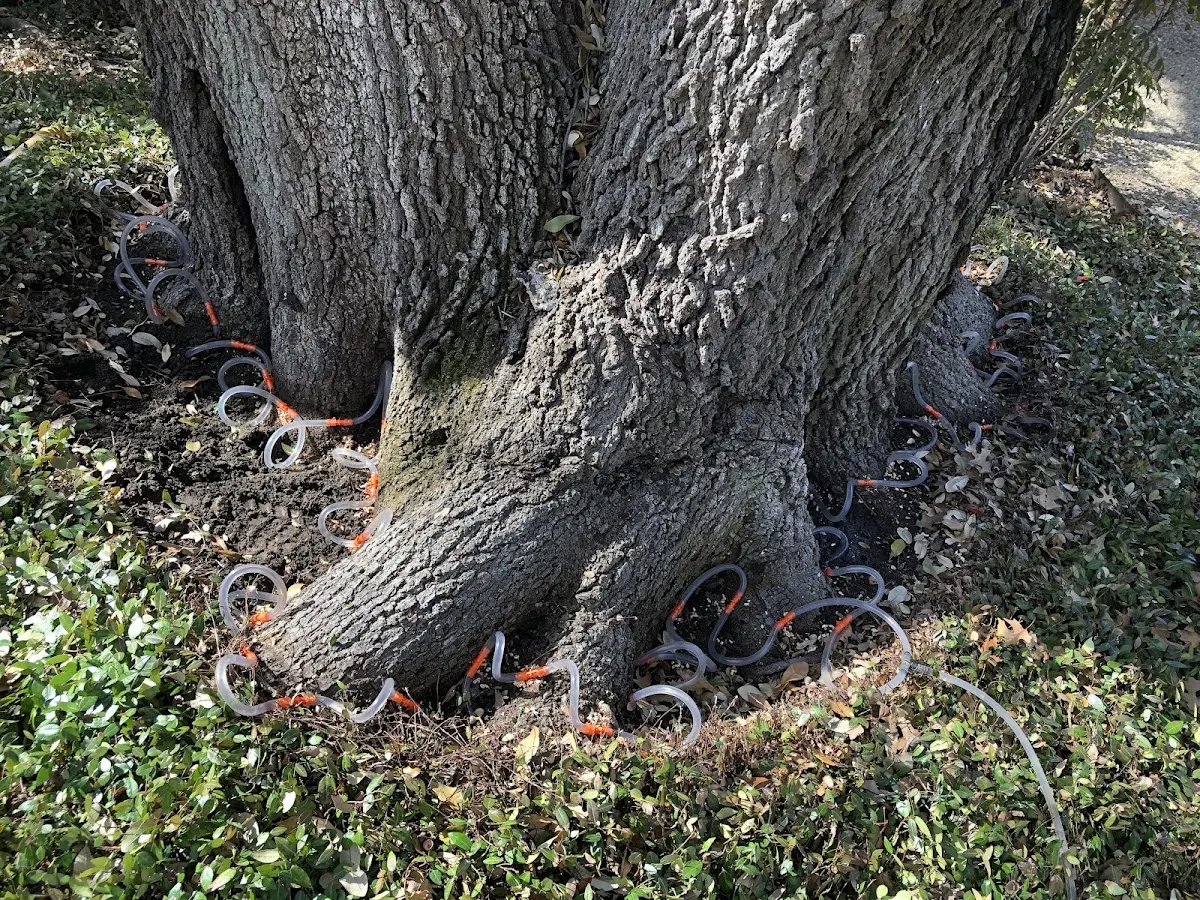 Detailed Tree Cabling and Bracing job site in Gerber