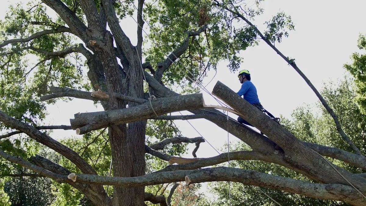 Professional Crown Thinning performed by certified arborists in Gerber