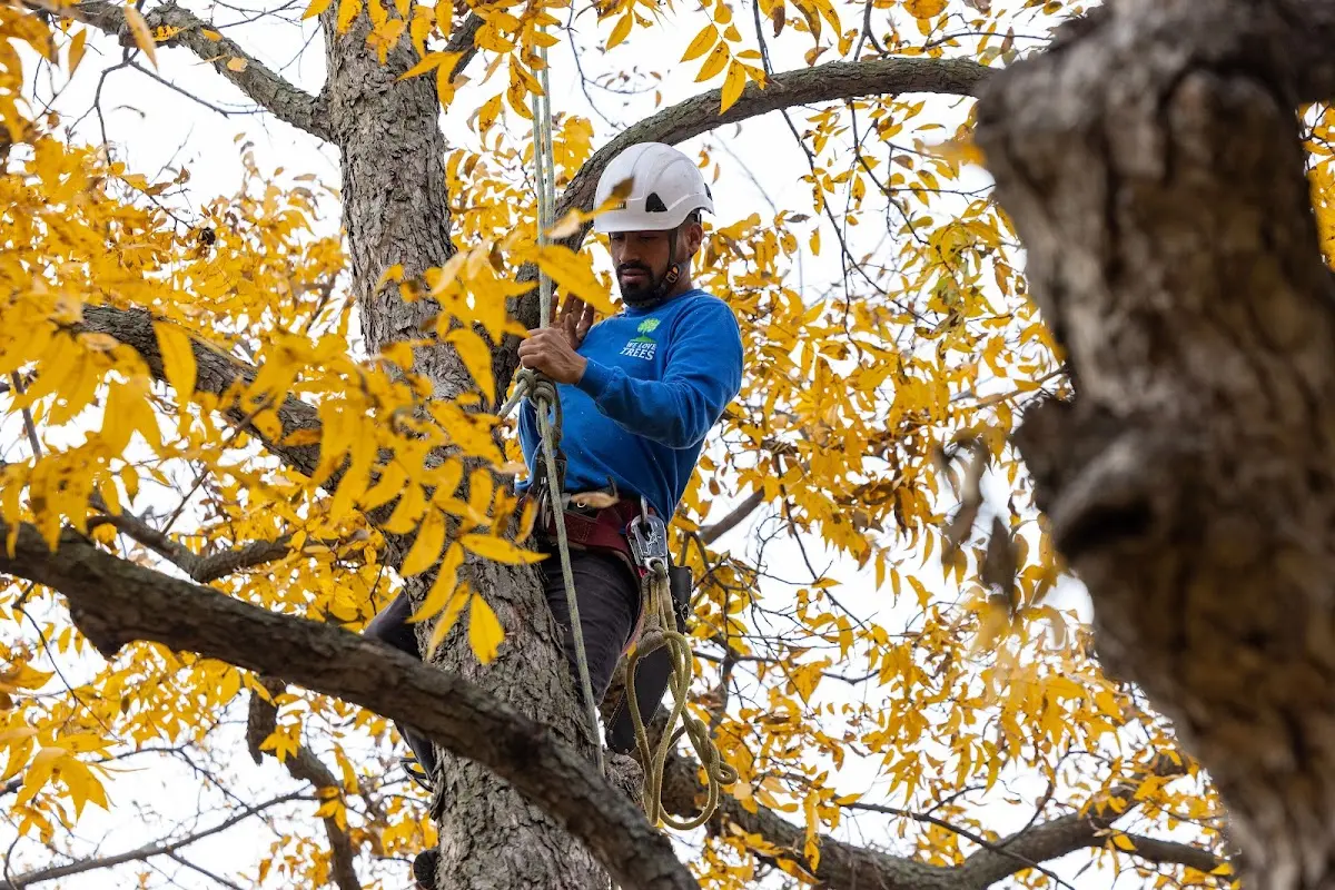 Skilled Tree Transplanting crew working in Gerber
